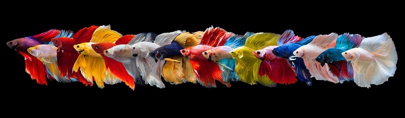 32 Types of Betta Fish Colors Patterns Tails With Info Pictures PangoVet