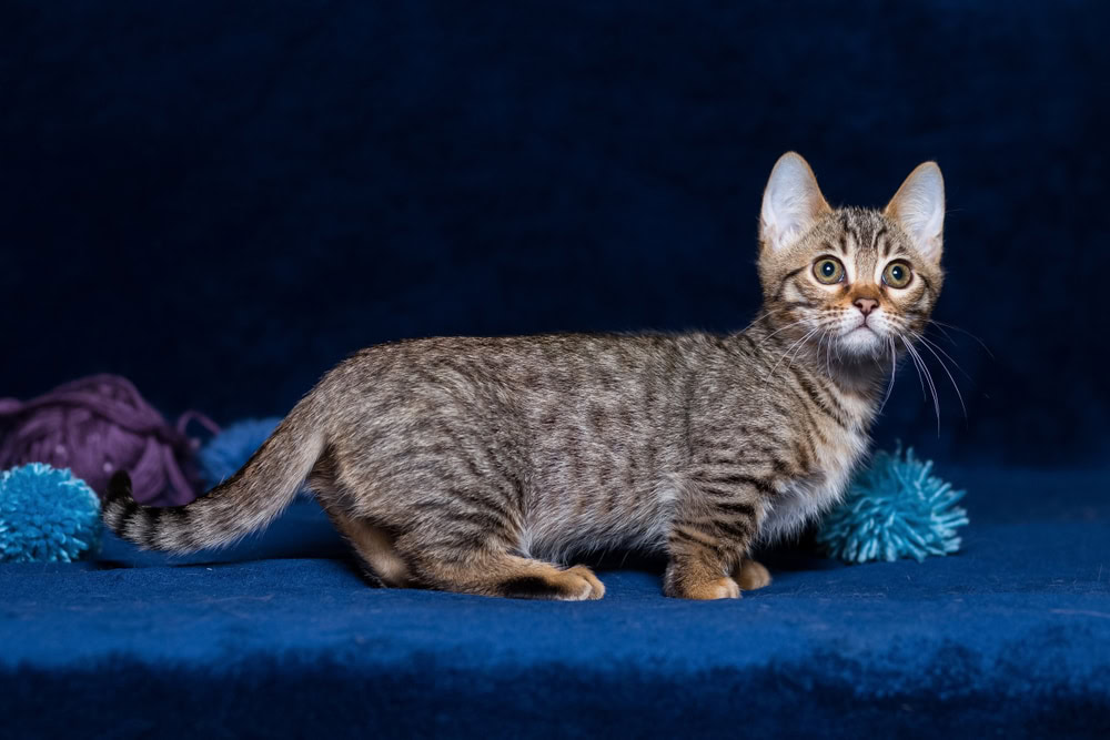 Munchkin Bengal: Breed Info, Pictures, Temperament & Traits | PangoVet