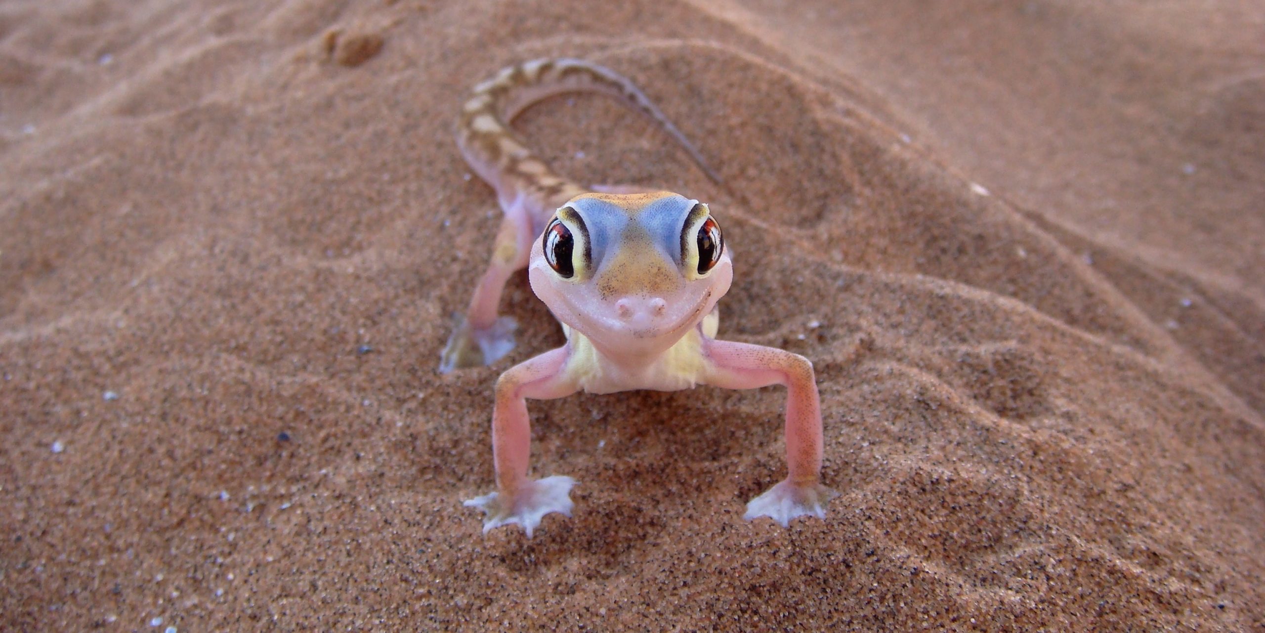 Namib Sand Gecko 