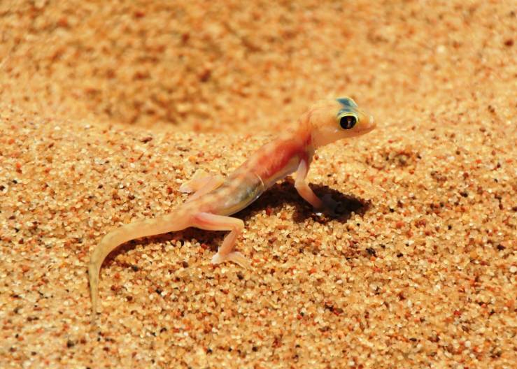 Namib Sand Geckos