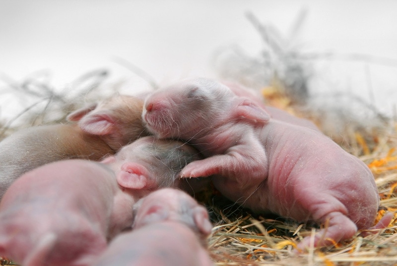 Newborn baby rabbits in straw