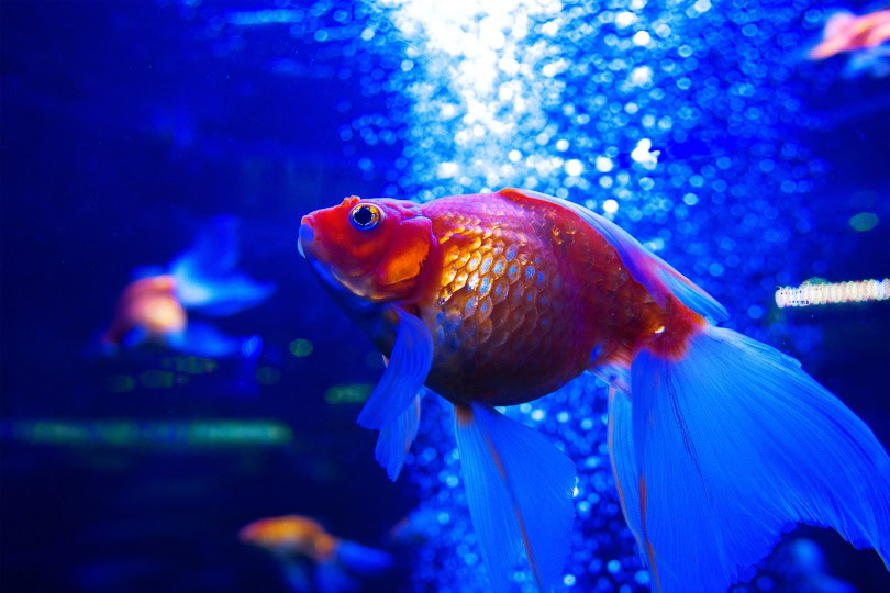 Aquarium salt goldfish hotsell