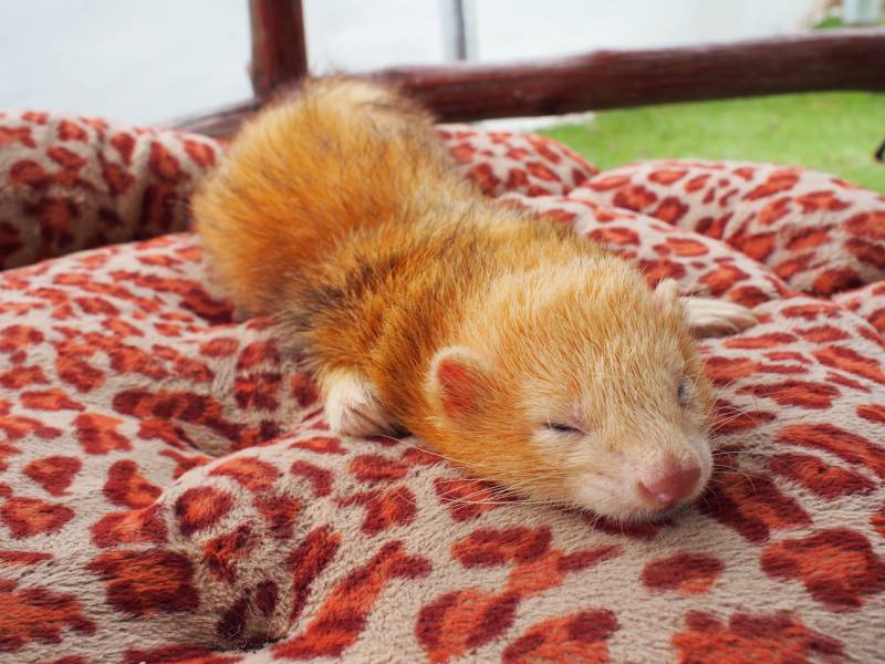 Orange Ferret sleeping on his bed