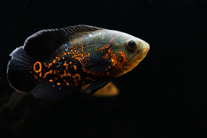 Oscar fish on black background