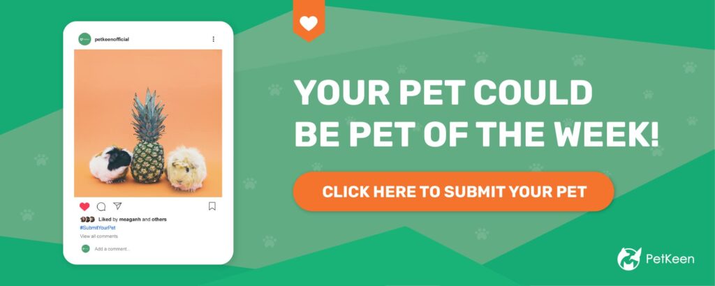 submit a pet pk guinea pig