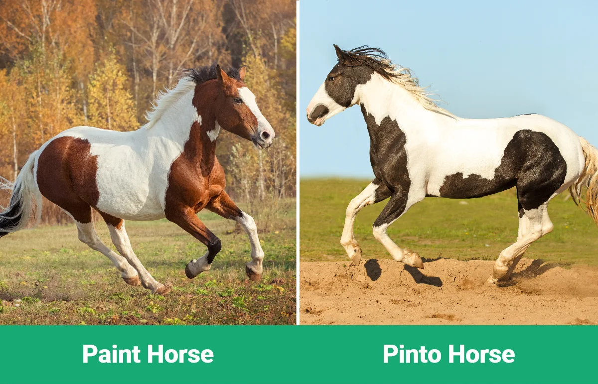 Paint Horse vs Pinto Horse: What’s the Difference? (With Pictures ...