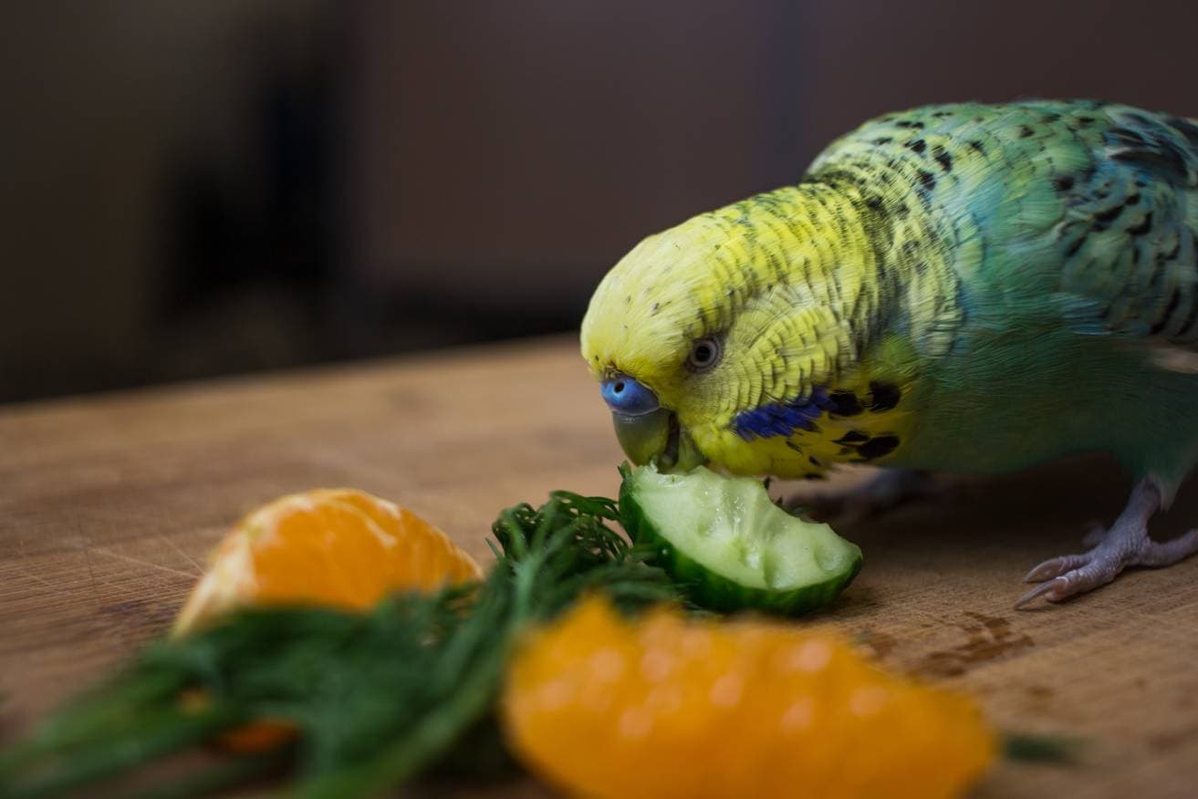Can Parakeets Eat Cantaloupe? VetReviewed Nutritional Facts PangoVet
