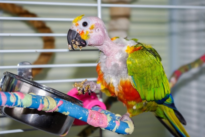 Why Are Parrots Colorful? Avian Facts & FAQs (with Pictures) PangoVet