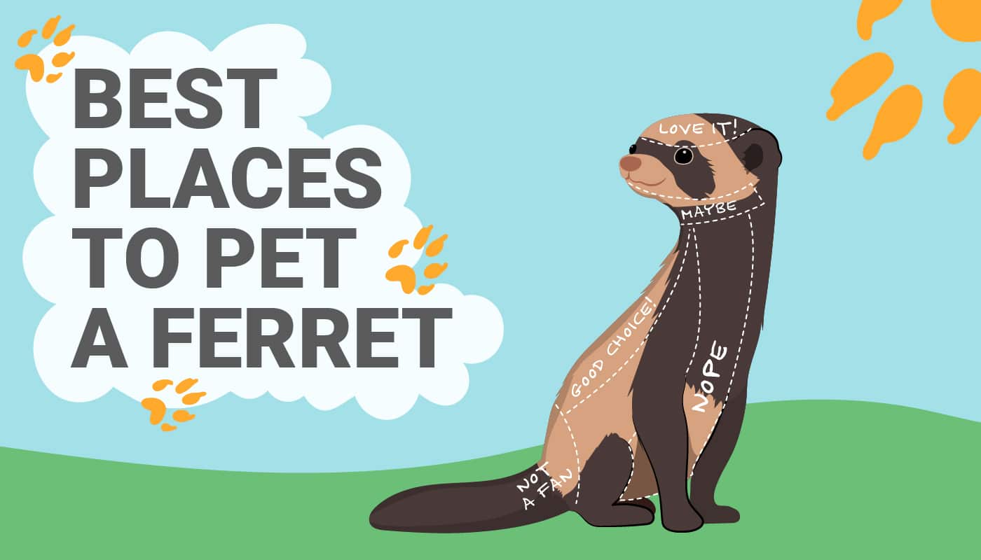 Where Do Ferrets Like to Be Pet? Guide with Infographic PangoVet