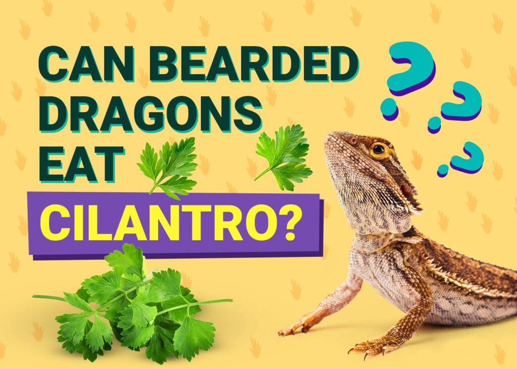 Vibrant Can Bearded Dragons Eat Coriander Scene Art Vibrant Can Bearded Dragons Eat Coriander Scene Art
