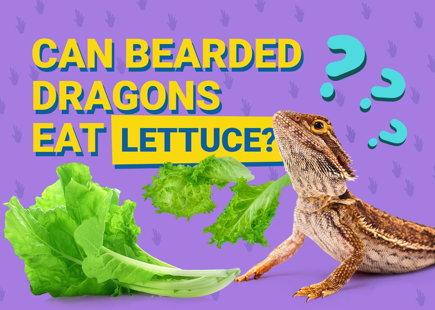 Can Bearded Dragons Eat Lettuce (Romaine, Iceberg, &amp; Arugula)? Vet 