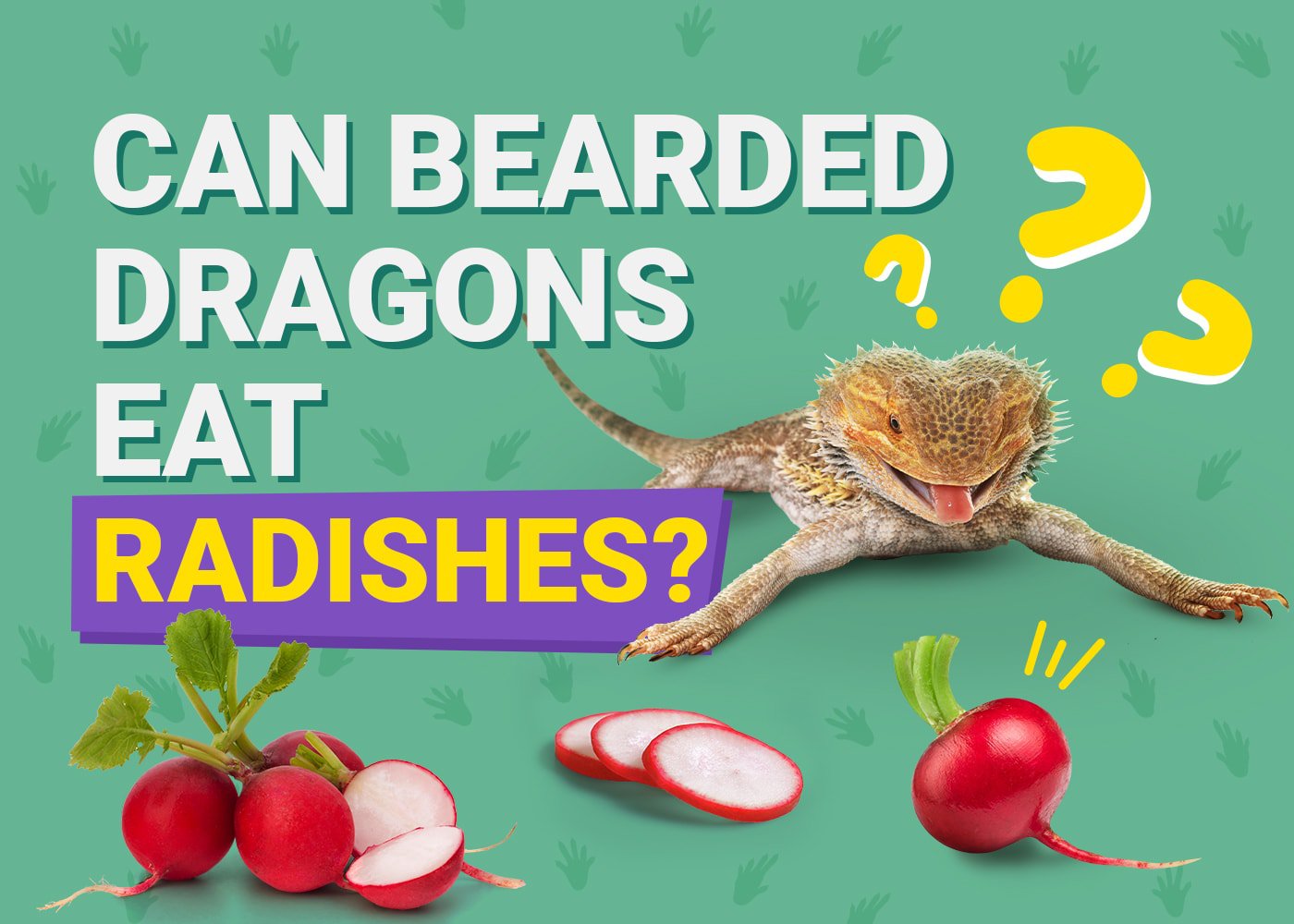 Breathtaking Can Bearded Dragons Eat Radishes Wallpaper for Desktop Breathtaking Can Bearded Dragons Eat Radishes Wallpaper for Desktop