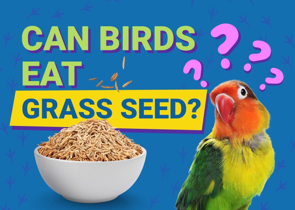 Can Birds Eat Grass Seed? Vet-Reviewed Facts & FAQ | PangoVet