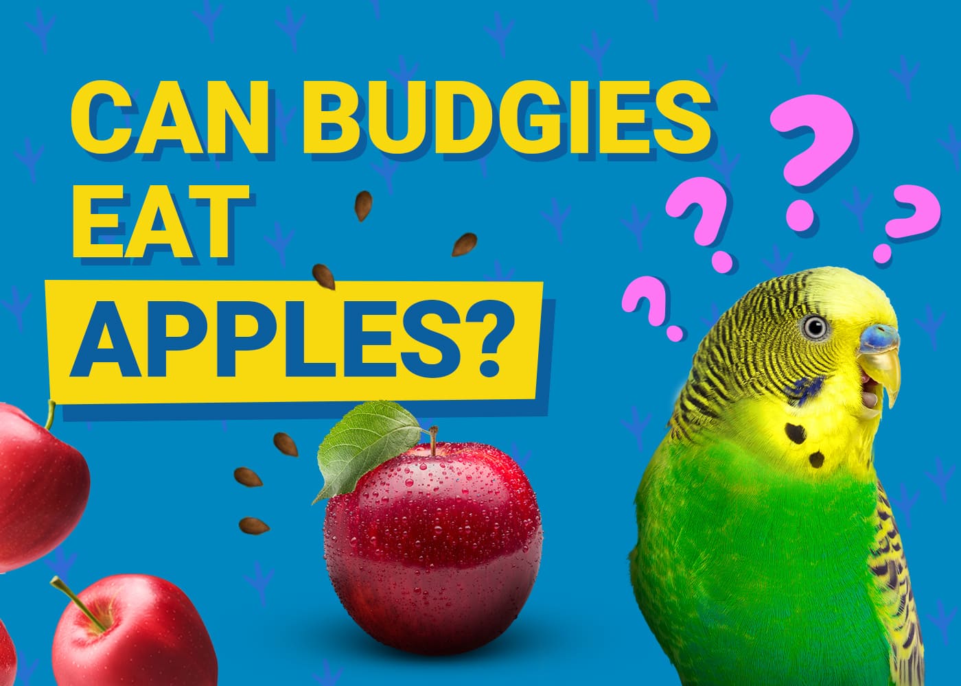 Can Budgies Eat Apples? Our Vet Answers! | PangoVet
