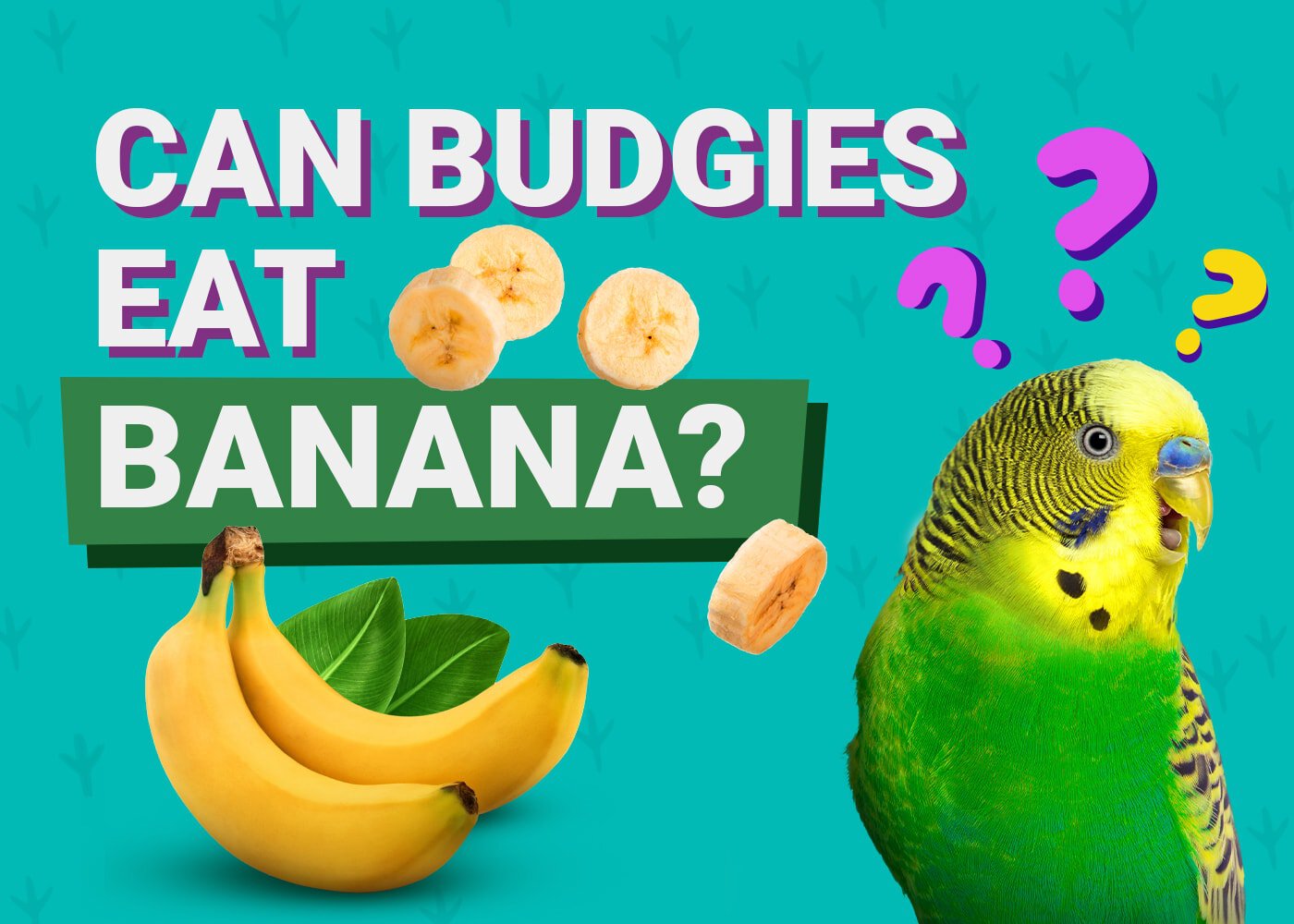 Can Budgies Eat Bananas? What You Need to Know (Vet-Reviewed 