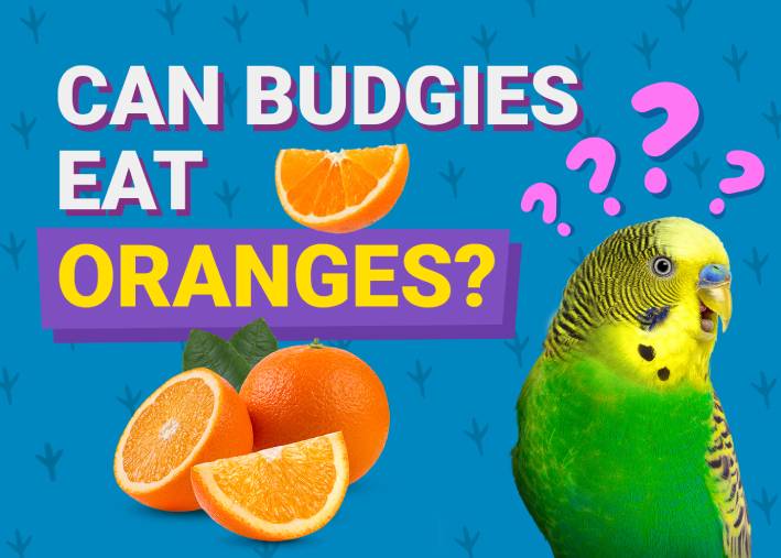 Can Budgies Eat Oranges? Our Vet Explains PangoVet