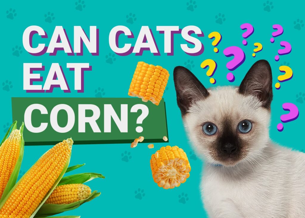 Can Cats Eat Corn Vet Reviewed Nutrition Facts PangoVet