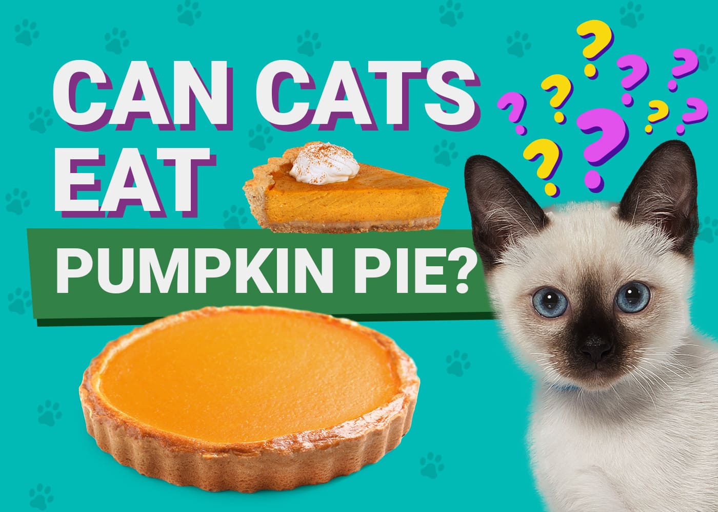 Can Cats Eat Pumpkin Pie Vet Reviewed Facts PangoVet can-cats-eat-pumpkin-pie-vet-reviewed-facts-pangovet