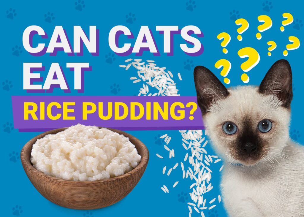 Can Cats Eat Rice Pudding Vet Reviewed Nutrition Facts PangoVet