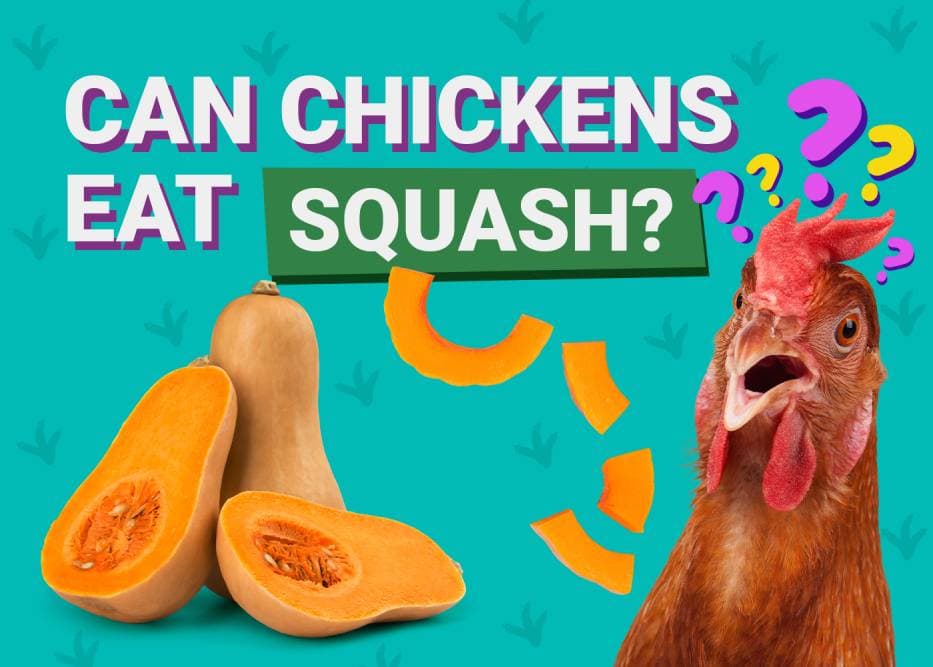 Can Chickens Eat Squash? Facts &amp; FAQ | PangoVet