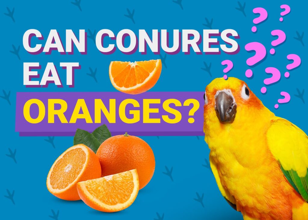 Can Sun Conures Eat Cantaloupe? Unveiling the Juicy Truth!