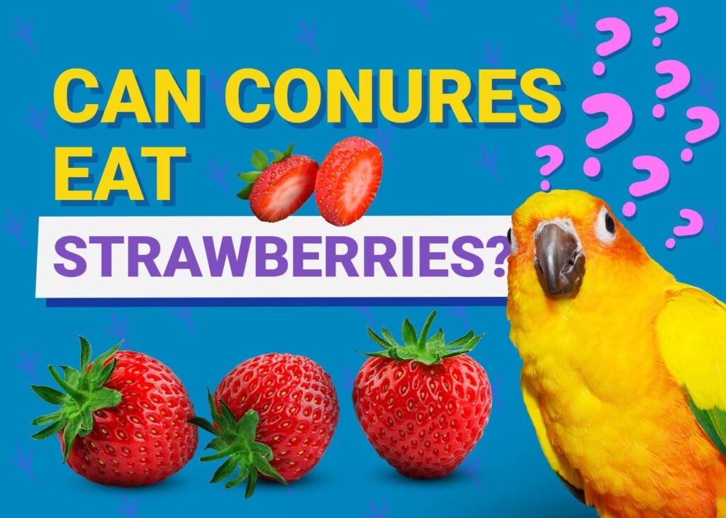 Can Sun Conures Eat Strawberries? Discover the Truth
