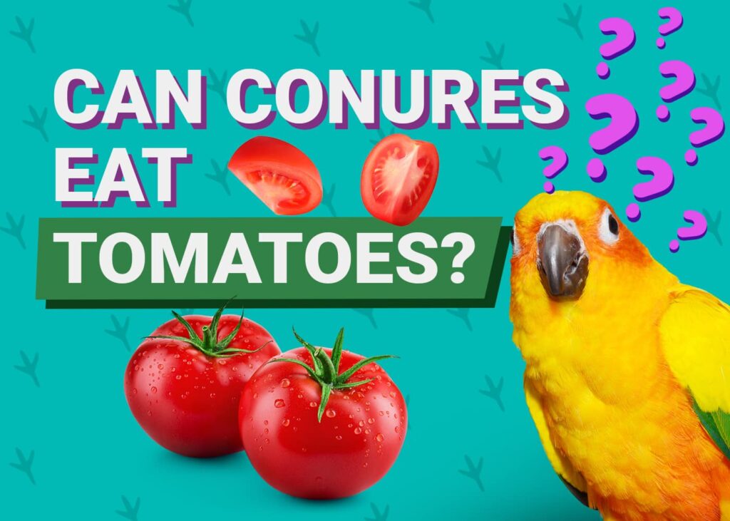 Can Sun Conures Eat Cherries?: Safe Fruit Choices for Your Pet