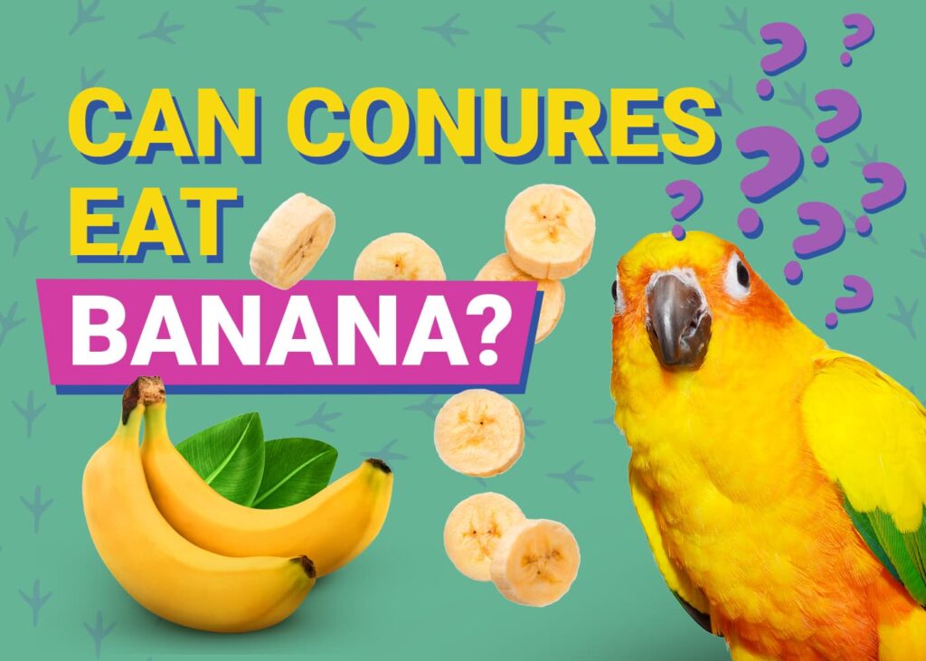 Can Sun Conures Eat Cranberries?: A Comprehensive Guide