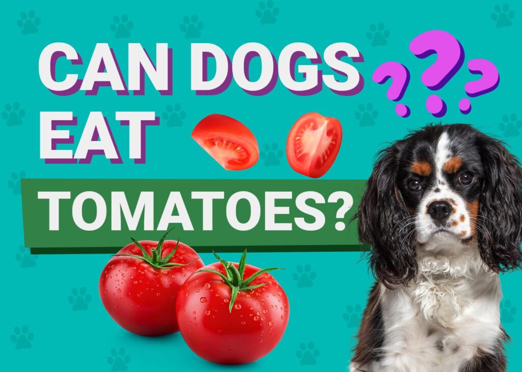 Can Dogs Eat Tomatoes Vet Reviewed Canine Diet Health PangoVet