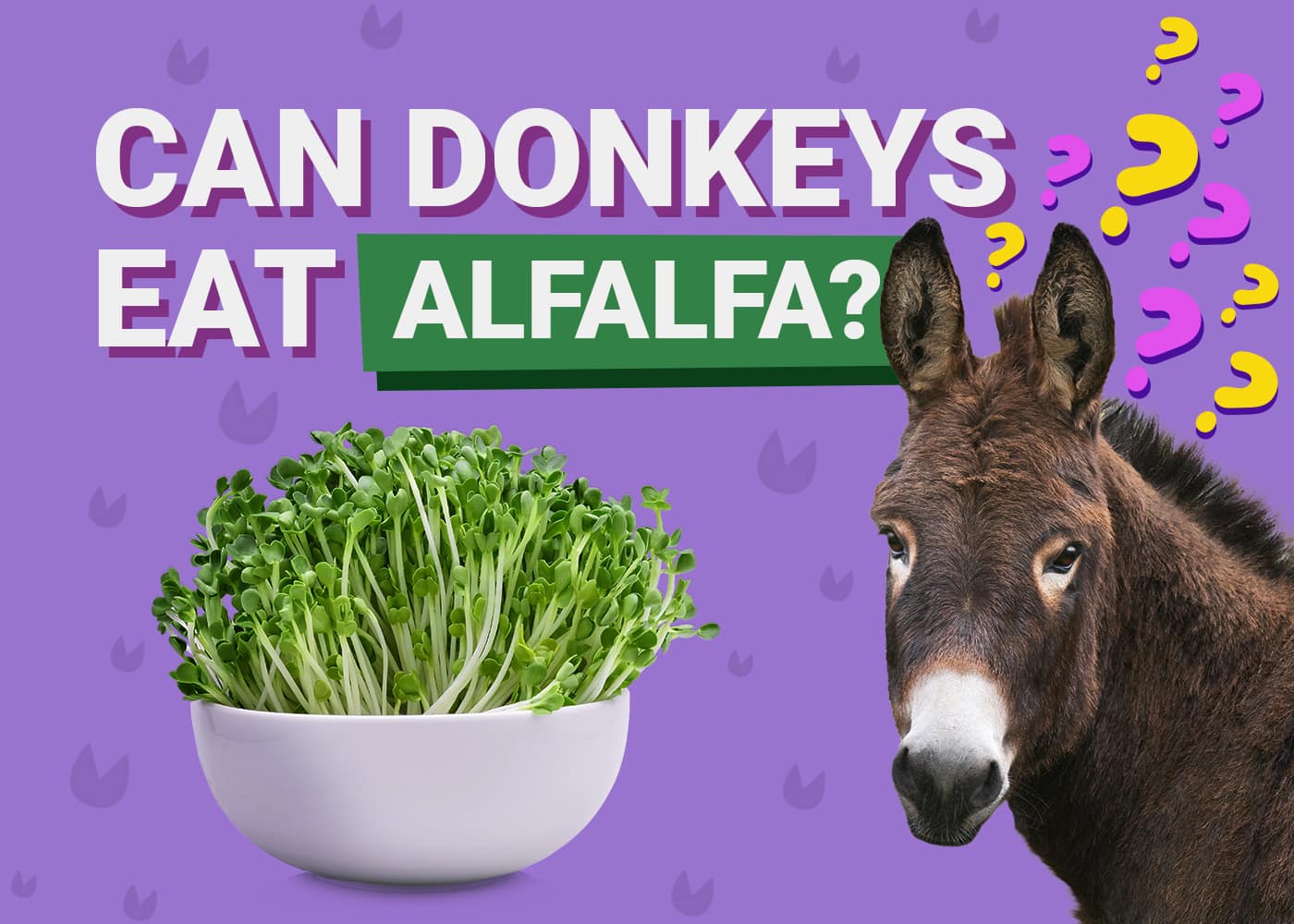 Can Donkeys Eat Alfalfa? (Facts & FAQ) | PangoVet
