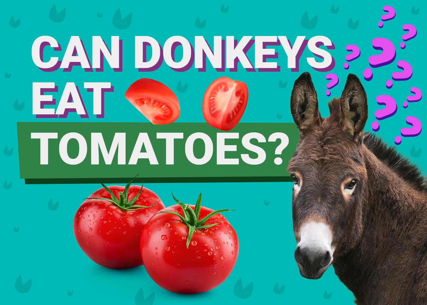 Can Donkeys Eat Tomatoes? The Interesting Answer | PangoVet