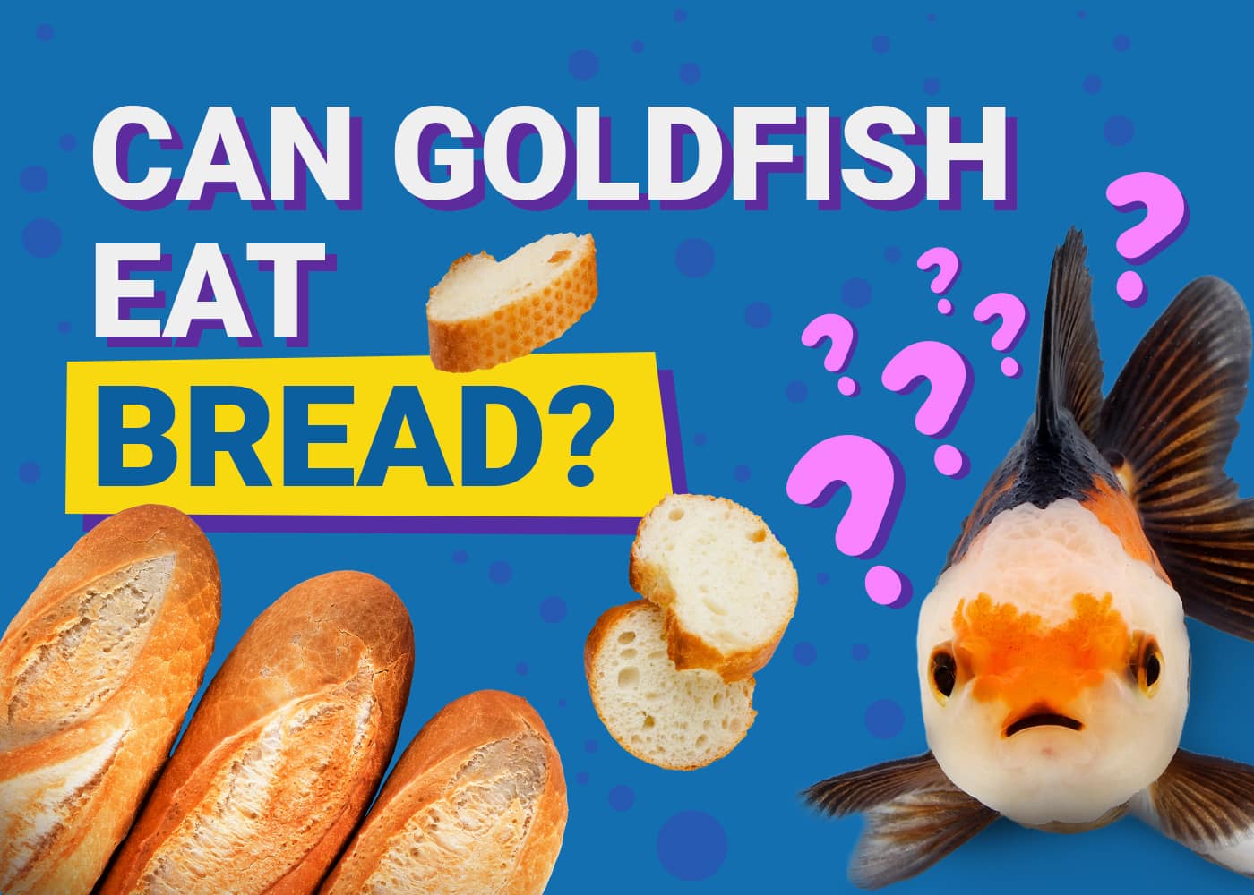 Can Goldfish Eat Bread? Vet-Reviewed Nutritional Info | PangoVet