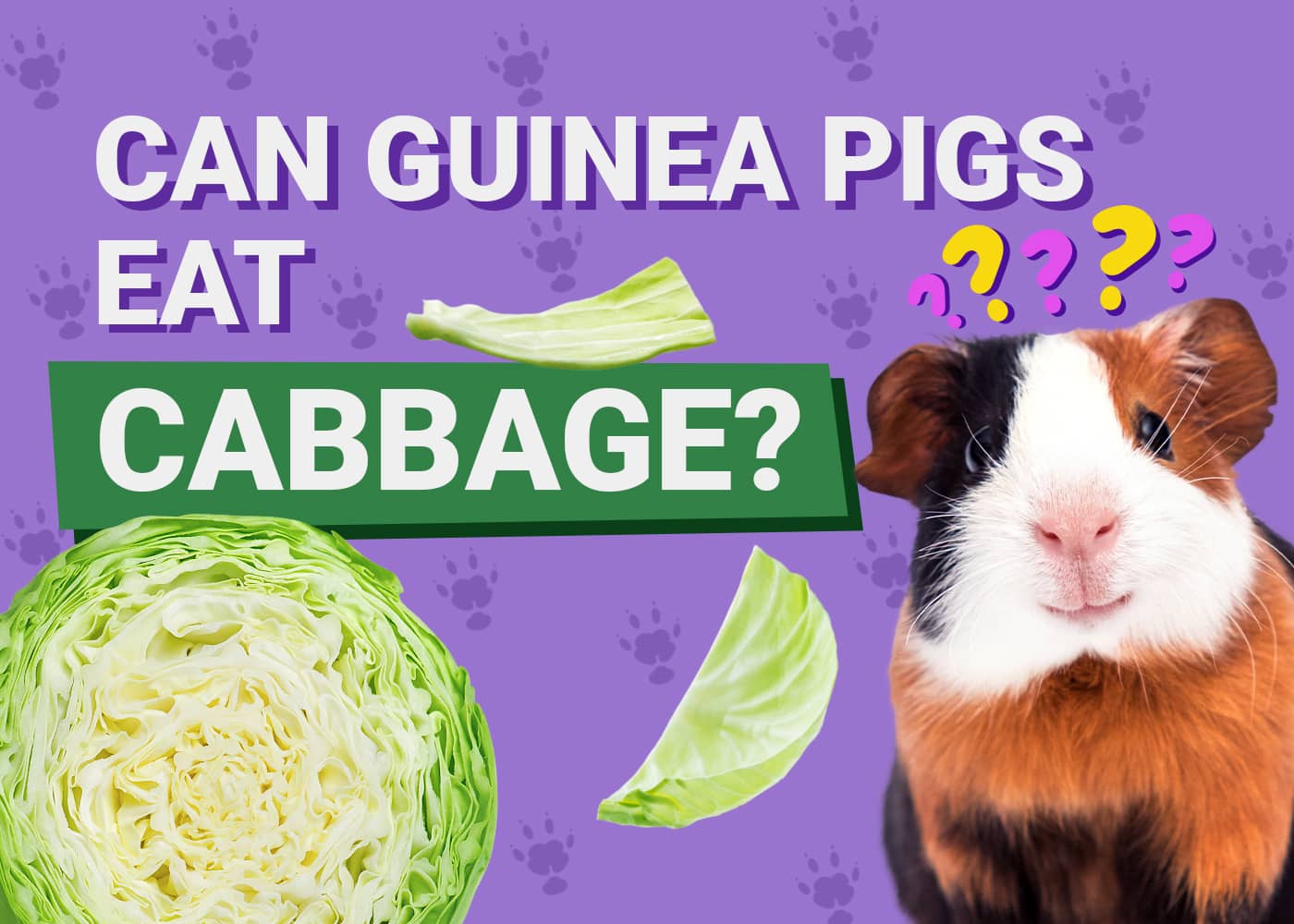 Can Guinea Pigs Eat Cabbage? Nutritional Facts &amp; Info | PangoVet