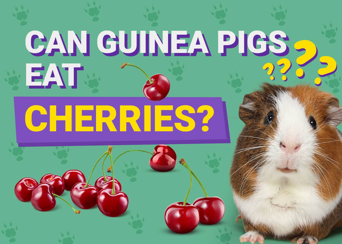 Can Guinea Pigs Eat Cherries Vet Verified Nutritional Facts Info PangoVet