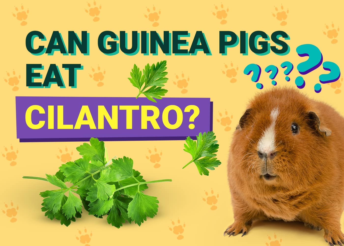 Can Guinea Pigs Eat Cilantro? Our Vet Answers | PangoVet