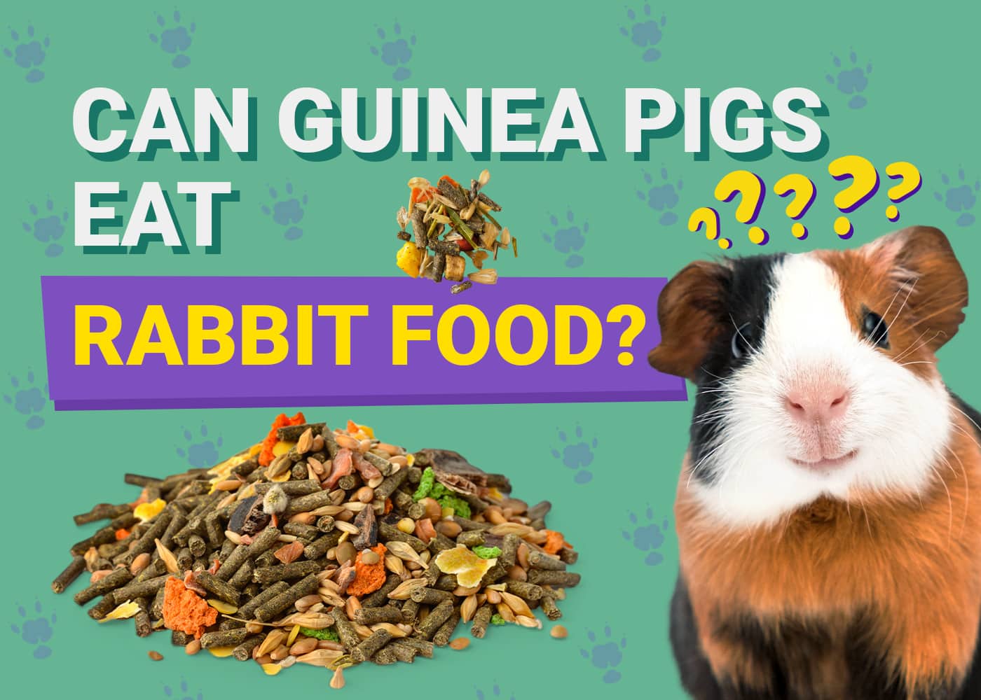 Gorgeous Can Guinea Pigs Eat Bunny Food Photo for Your Screen Gorgeous Can Guinea Pigs Eat Bunny Food Photo for Your Screen