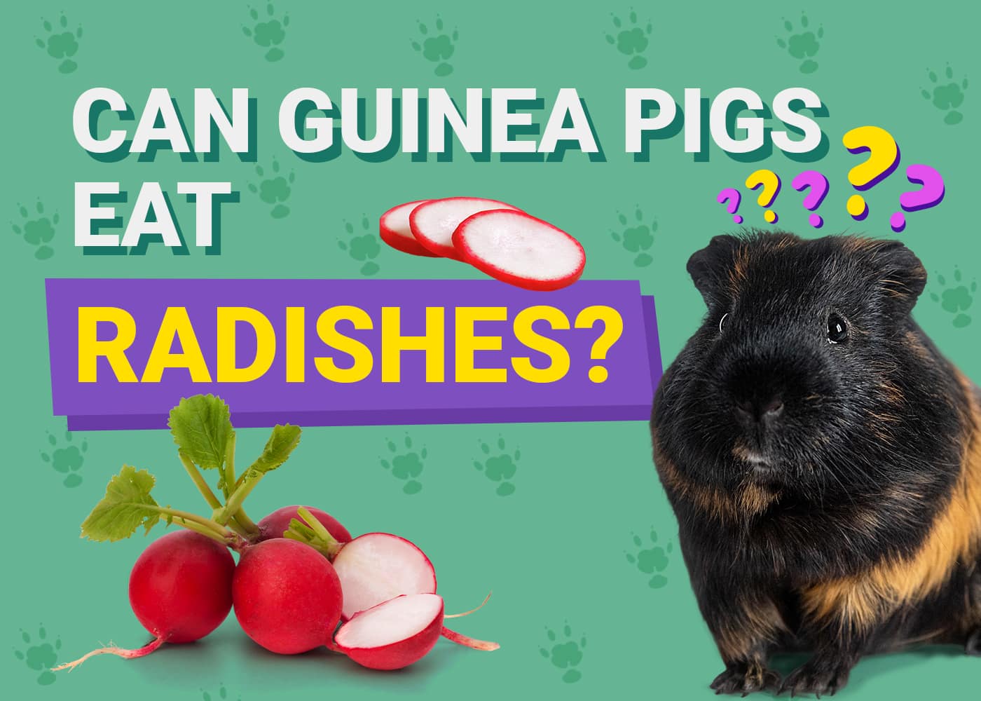 Can Guinea Pigs Eat Radishes? Our Vet Answers | PangoVet