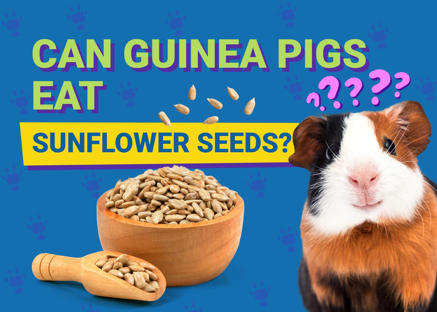 Can Guinea Pigs Eat Sunflower Seeds? Nutritional Facts & Info PangoVet