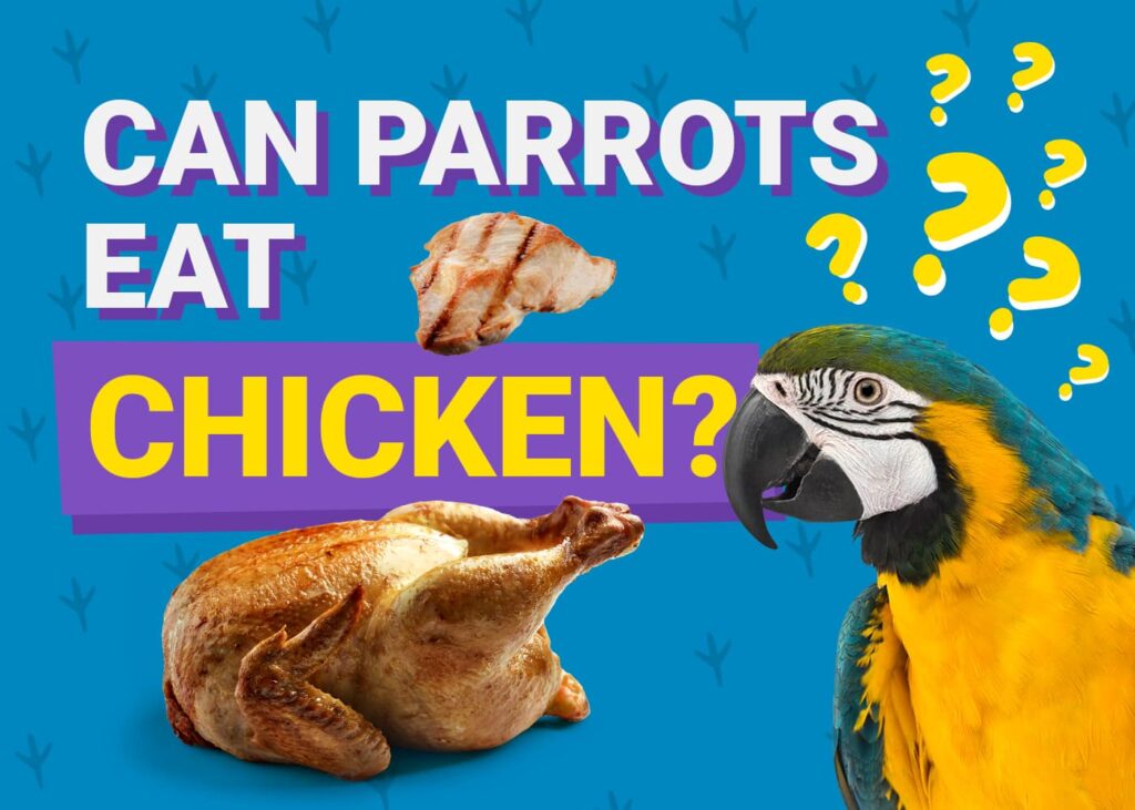 Can Sun Conures Eat Chicken?: Essential Diet Insights