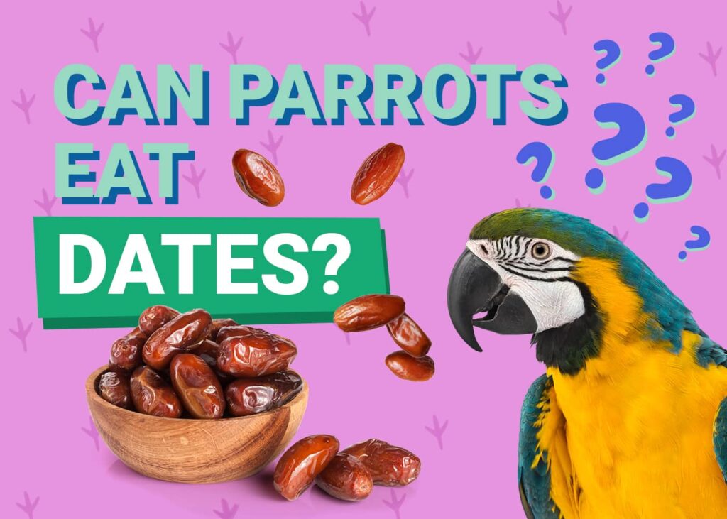 Can Parrots Eat Dates? Essential Nutrition Tips
