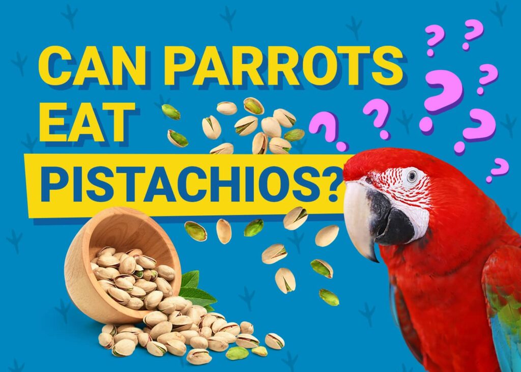 Can Sun Conures Eat Pistachios? Essential Diet Tips