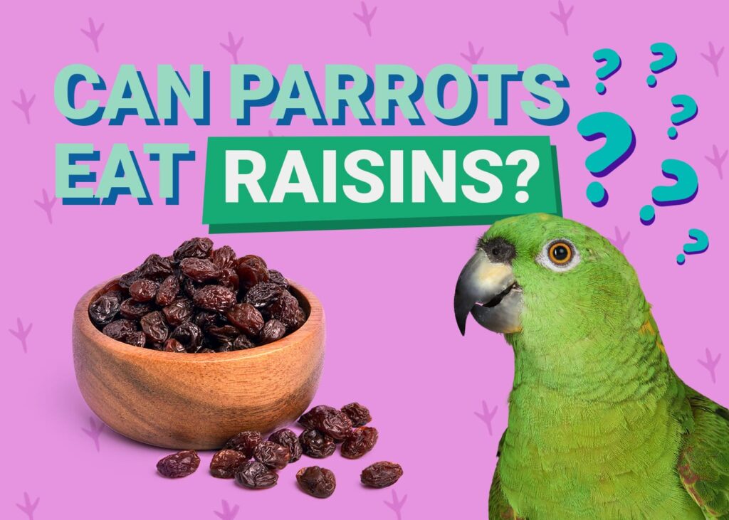 Can Sun Conures Eat Raisins? Essential Facts for Bird Owners