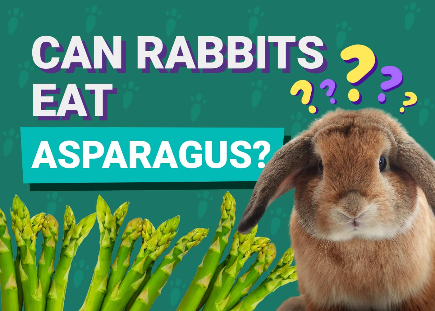 Can Rabbits Eat Asparagus? Vet-Reviewed Safety Facts &amp; FAQ | PangoVet