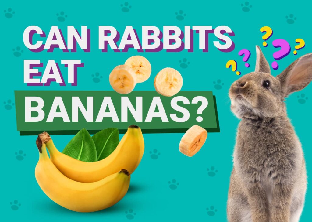 Can Rabbits Eat_banana