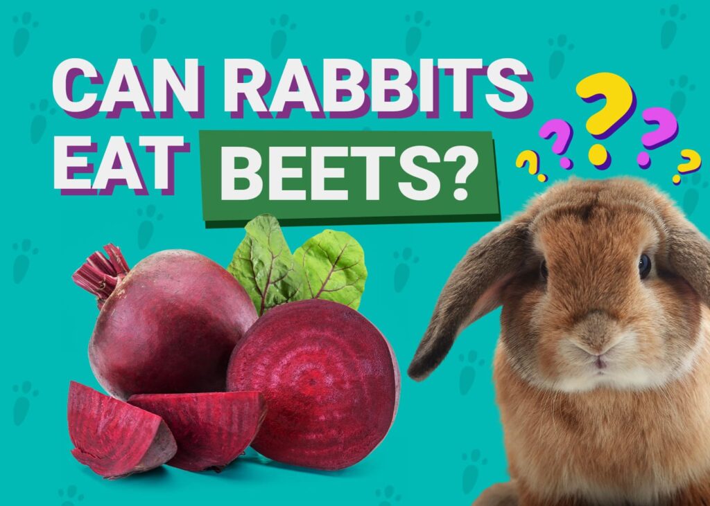 Can Rabbits Eat Beets? Vet-Reviewed Safety Facts &amp; FAQ | PangoVet