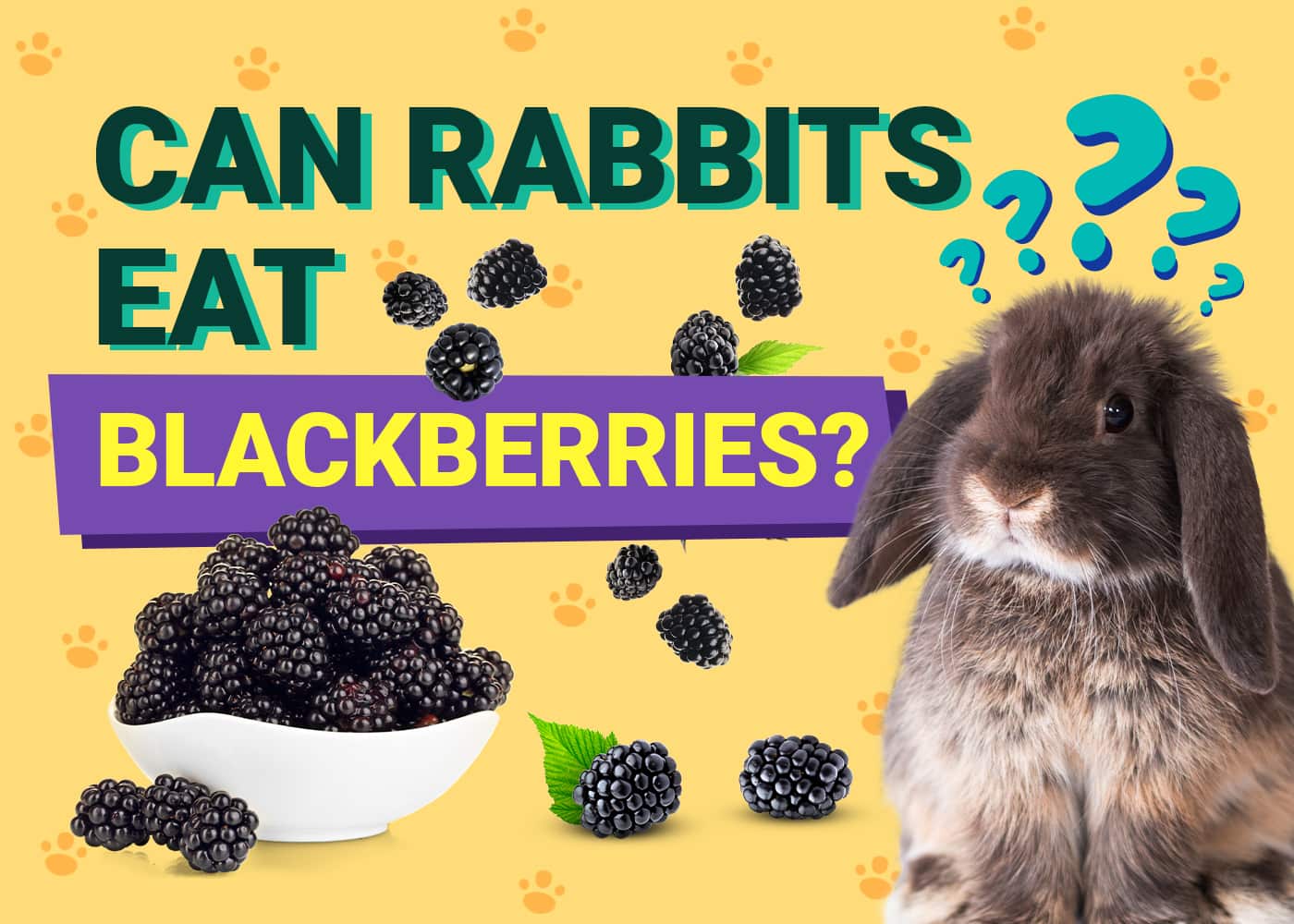 Can Rabbits Eat Blackberries? VetReviewed Facts & FAQ PangoVet