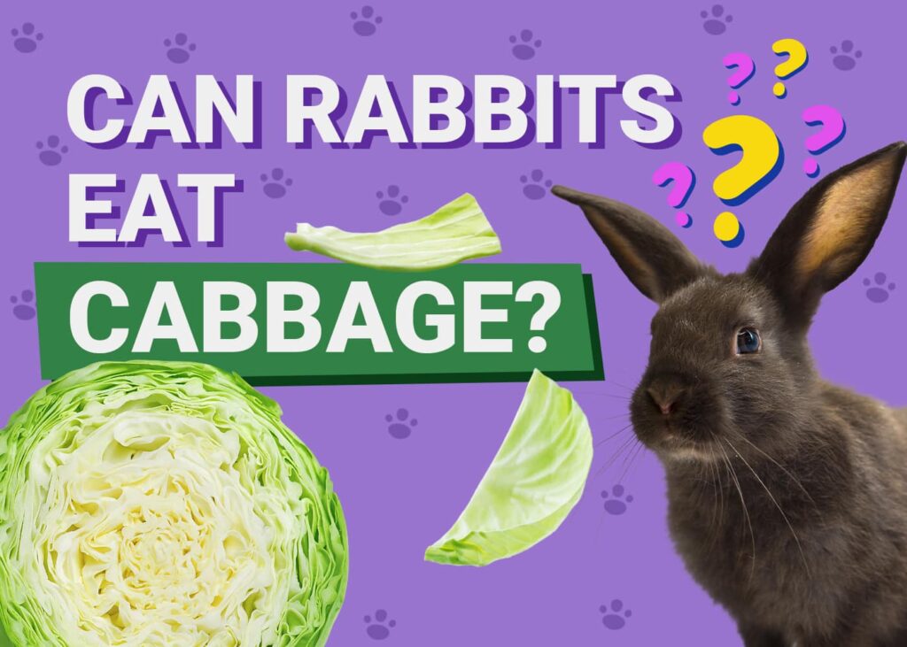 Can Rabbits Eat Cabbage? Nutritional Facts &amp; FAQ | PangoVet