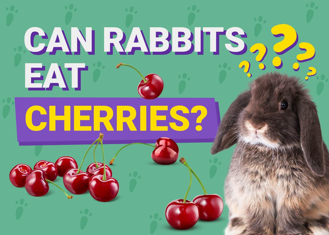 Can Rabbits Eat Cherries? Vet-Approved Safety Facts &amp; FAQ | PangoVet