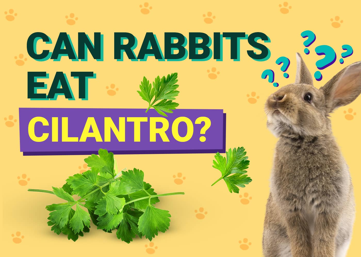 Can Rabbits Eat Cilantro? Vet-Approved Health Facts &amp; FAQ | PangoVet