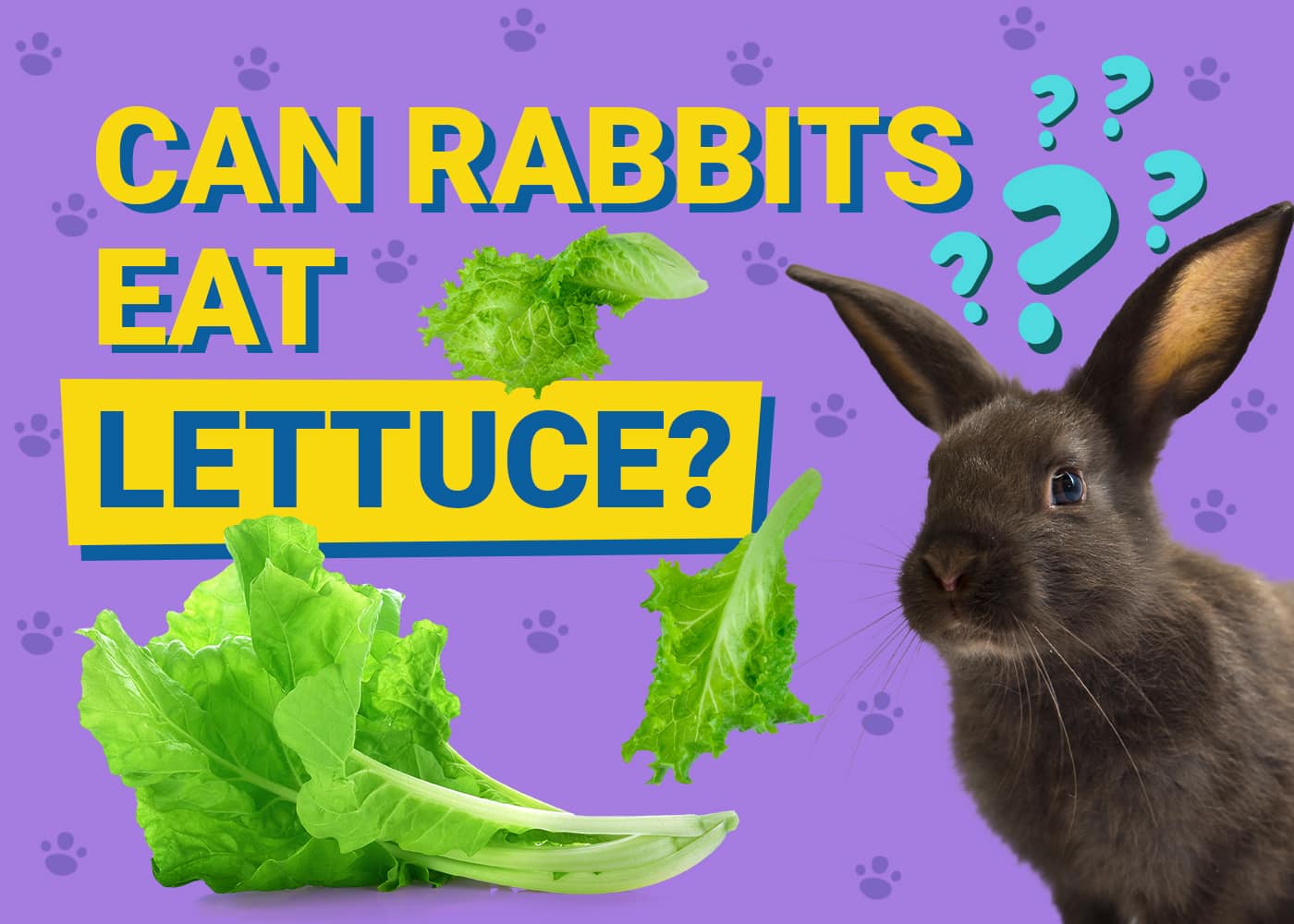 Can Rabbits Eat Lettuce? Nutritional Facts &amp; FAQ | PangoVet